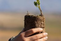 کاشت ۴۰۰ اصله نهال توسط پژوهشرای باقرالعلوم و منابع طبیعی در سوق