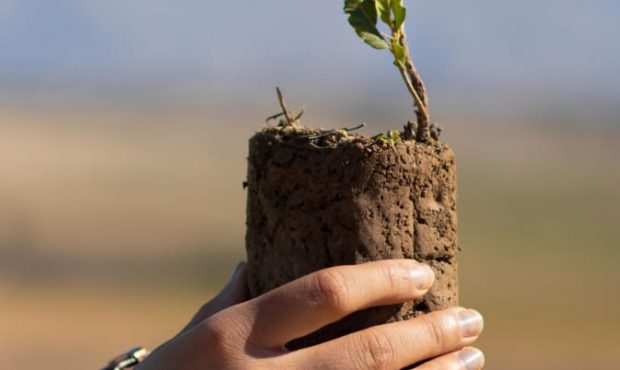 کاشت ۴۰۰ اصله نهال توسط پژوهشرای باقرالعلوم و منابع طبیعی در سوق