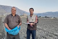 کاشت 12 رقم جدید بذر گندم آبی گرمسیری در شهرستان چرام